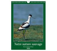 Notre nature sauvage, oiseaux aquatiques d'Europe (Calendrier mural 2026 DIN A4 horizontal), CALVENDO calendrier mensuel: Oiseaux que l'on peut découvrir en Europe