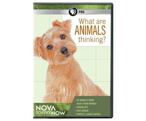 Nova Science Now: What Are Animals Thinking? [USA] [DVD]