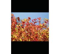 November Gratitude Journal: 30 Days of Thanksgiving Prompts for Mindfulness, Reflection, and Positive Thinking