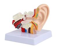 NSXAYIWE Anatomía Del Modelo De Oído Humano, Modelo Anatómico Ampliado 1.5: 1, Modelo Anatómico Del Oído Humano, Modelo De Oído Compatible Para La Enseñanza De Estudios De Anatomía Y Fisiología Médica
