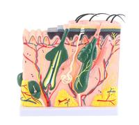 NSXAYIWE Modelo anatómico de la Piel, Modelo de anatomía de Capas de Piel ampliadas 50X con 25 estructuras anatómicas y Cabello para exhibición de enseñanza de Estudio en el Aula