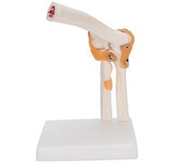 NSXAYIWE Modelo de articulación de Codo, tamaño Sencillo, Modelo de Esqueleto de Codo preciso, Funcional para Estudio, enseñanza, exhibición, anatomía Humana con Desmontable