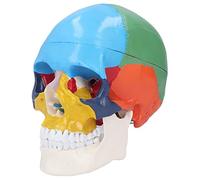 NSXAYIWE Modelo de cráneo Humano, Modelo de anatomía de 3 Partes de tamaño Natural con Tapa de cráneo extraíble, Modelo de Esqueleto de anatomía codificado por Colores para