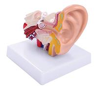 Ntcpefy de AnatomíA OíDo Humano 1,5 Veces Mostrando la Estructura de óRganos de Orejas Centrales y Externas Suministros de EnseñAnza MéDica