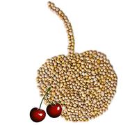 Núcleo de cereza Cereza hueso de cereza a Granel 1-30 kg naturaleza Selección Petigi, Cantidad:2 kg