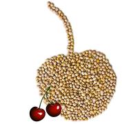 Núcleo de cereza Cereza hueso de cereza a Granel 1-30 kg naturaleza Selección Petigi, Cantidad:20 kg