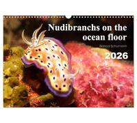 Nudibranchs on the ocean floor (Wall Calendar 2026 DIN A3 landscape), CALVENDO 12 Month Wall Calendar: There are many different nudibranchs in tropical seas.