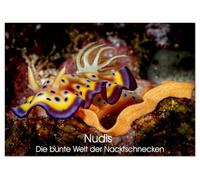 Nudis - Die bunte Welt der Nacktschnecken (Tischkalender 2026 DIN A5 quer), CALVENDO Monatskalender: Winzig, farbenfroh und faszinierend