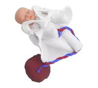 Nuevo modelo de pelvis femenina. Parto para la enseñanza de la ciencia. Estudio. Feto. Cordón umbilical. Placenta.