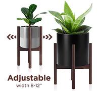 NUGENT, TED & THE AMBOY DUKES - NUGENT, TED & THE AMBOY DUKES - SURVIVAL OF THE FITTEST LIVE