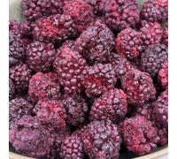 NULTHY 75g Moras Liofilizadas Enteras 100% Naturales | Fruta Deshidratada Crujiente Sin Azúcar Añadido | Snack Saludable Rico en Antioxidantes | Ideal para Desayunos, Yogur, Bowls y Repostería