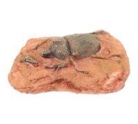 NULYLU Especímenes Paleontológicos de Insectos Fósiles para Adorno y Colección, Decoración Práctica y Resistente para Enseñanza Científica y Paisaje Desértico