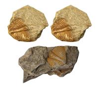 NUOBESTY Colección de 3 Fósiles Reales de Trilobites para Uso en Prácticas Educativas y Exhibición en Museo, Muestra Científica para y Coleccionistas