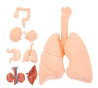 NUOBESTY Modelo Anatómico de Órganos Humanos Montessori, Conjunto de 8 Modelos Realistas de Cerebro, Corazón, Pulmón, Hígado, Estómago y Riñón, Material Duradero, Enseñanza Educativa