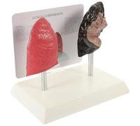 NUOBESTY Modelo Didáctico de Pulmón Respiratorio Realista para Enseñanza de Anatomía y Fisiología en PVC Adecuado para Estudiantes y Formación Educativa