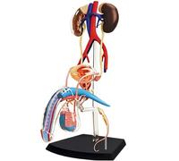 NURCIX Anatomía Modelo Órganos Modelo 4D Anatomía Reproductiva Masculina Modelo Cuerpo Humano Sistema Reproductivo Masculino para Ciencias Médicas Aula Estudio Enseñanza & DIS