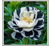 NVNJHJN Rizoma de peonias. Hojas Altas y Grandes. Ideal para embellecer el Paisaje.Tolera el frío 1 Rizoma-C