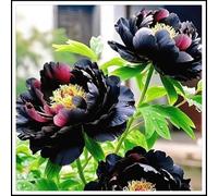 NVNJHJN Rizoma de peonias. Hojas Altas y Grandes. Ideal para embellecer el Paisaje.Tolera el frío 1 Rizoma-A