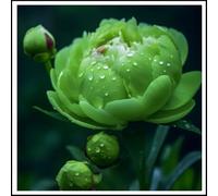 NVNJHJN Rizoma de peonias. Hojas Altas y Grandes. Ideal para embellecer el Paisaje.Tolera el frío 2 Rizoma-B