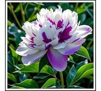 NVNJHJN Rizoma de peonias. Ideal para embellecer el Paisaje.Tolera el frío. Hojas Altas y Grandes 1 Rizoma-F