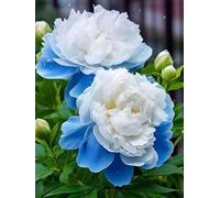 NVNJHJN Rizoma de peonias. Ideal para embellecer el Paisaje.Tolera el frío. Hojas Altas y Grandes 1 Rizoma-C