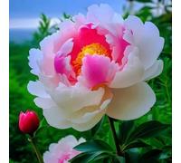 NVNJHJN Rizoma de peonias. Ideal para embellecer el Paisaje.Tolera el frío. Hojas Altas y Grandes 2 Rizoma-B