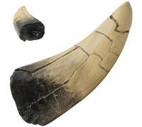 Nyutcwe Dientes de tiburón Resina Realista Realista Eco-Friendly Retro tiburón Dientes 4.5x2x1.2 a Granel para exhibición recolección de Joyas