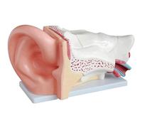 NZPOST Modelo de anatomía del oído con Base de exhibición, Modelo ampliado para investigación en fisiología docente, Modelo de órgano Humano Desmontable ()