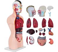 NZPOST Modelo de anatomía del Torso Masculino de 85 cm, Modelo de anatomía Humana de 19 Partes, Modelo de Torso Humano, Estructura anatómica de la Cabeza, el Cuello y