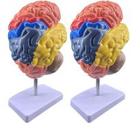 NZPOST Modelo de Cerebro Humano 4D de PVC con Base Estable Modelo de anatomía Cerebral Modelo de órgano Humano Herramientas de Clase de Ciencias de enseñanza médica (