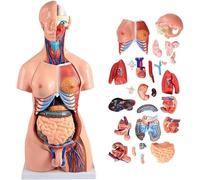 NZPOST Modelo de Torso Humano bidimensional de 85 cm, Modelo de anatomía torácica de 23 Piezas con órganos, Modelo de Esqueleto anatómico para Estudio médico y T