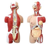 NZPOST Modelo de Torso Humano de 33 Pulgadas de Alto, con intestinos Desmontables en 28 Partes, Modelo de anatomía de órganos Humanos, Modelo de anatomía Muscular para Lear