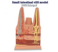 NZPOST Modelo digestivo Humano. Modelo anatómico de Las vellosidades del intestino Delgado. Modelo de órganos para la enseñanza de la biología médica (A).