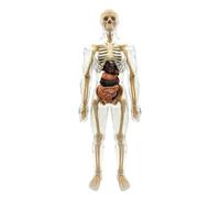 OAAO Modelo De Estructura Ósea Humana De 1 Pieza, Desmontable Y Ensamblado, Modelo Anatómico 3D De Órgano Humano, Ayuda De Estudio para Estudiantes De Medicina.