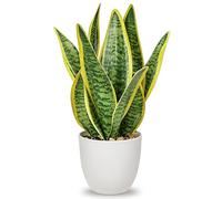 Oairse 31cm Sansevieria Planta Artificial en Maceta de cerámica, pequeña Planta de Interior, Planta de Serpiente Artificial, Plantas Artificiales como verdaderas, baño, Dormitorio