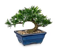Oairse Árbol bonsái artificial de enebro de imitación para interiores, pequeñas plantas falsas para decoración con macetas de cerámica azul para el hogar, mesa, oficina, escritorio, baño, estante,