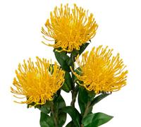 Oairse Flores artificiales grandes de crisantemo de 4 pulgadas, 3 piezas de flores de araña falsas amarillas con tallo largo de 28.5 pulgadas de largo, flor de leucospermum cordifolium para decoración