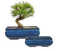 Oairse Juego de 2 macetas bonsái poco profundas para suculentas para árboles bonsái vivos, maceta de cerámica de 25,5 cm para suculentas de interior con agujero de drenaje, planta de cactus al aire