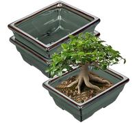 Oairse Juego de 2 macetas para bonsái poco profundas para árboles bonsái vivos, maceta de cerámica de 16 cm para suculentas de interior/exterior con agujero de drenaje, maceta de cactus, maceta azul