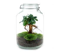 Oasis of Life Jardín de botellas DIY Kit de construcción Ficus Ginseng Bonsai - Terrario Ø 18 cm H28 cm - Mini ecosistema de riego automático - Terrario para plantas con musgo y accesorios