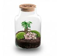Oasis of Life Juego de jardín de botellas DIY Love Mom Terrarium Little Milky Ø17 cm Altura 25 cm Regalo para el Día de la Madre con Corcho Grabado LED Fácil de Cuidar Planta Terrario con Plantas