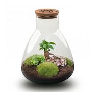 Oasis of Life Juego de jardín de botellas DIY Love Mom Terrarium Sam Ø24,5 cm Altura 30 cm Regalo del Día de la Madre con Corcho LED Grabado Fácil de Cuidar Terrario Planta con Plantas Juego Completo