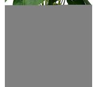 Oblate Globe Propagation Station - Clear Fish Tanks Wall Mount | Transparent Wall Flower Pots | Silicone Walls Vases for Plants Indoor, Transparent Orchid Pots with Drainage Holes