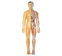 Odoukey Modelo de anatomía del Cuerpo Humano Realista Desmontable Estilo 2 para niños, Modelo de Cuerpo Humano de Aprendizaje Educativo DIY, Juguete para niños