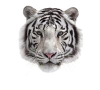 odulu Parches termoadhesivos 3D Tigre Blanco Pegatinas de transferencia de calor Motivo Calcomanía Aplicada para DIY Camisetas Vaqueros Bolsos Sombreros Mochilas Accesorios-L