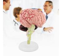 OEBUAFI Juguete Educativo Modelo de Cerebro Humano Desmontado para Entrenamiento Médico con Partes Detalladas del Cerebro