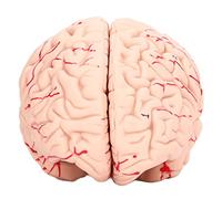 OEBUAFI Modelo de Cerebro Humano para Niños, Herramienta de Estudio de Anatomía Detallada para la Escuela y el Hogar, Modelo de Cerebro de PVC Desmontable, Ayuda Educativa Duradera para el Aprendizaje
