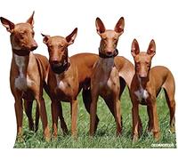 Oedim Pack 5 Pegatina Coche Perro de Caza Grupo de Podencos 20 x 16 cm | Adhesivo de Fácil Colocación | Pegatina para Coche Económica y Resistente