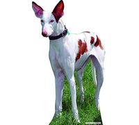 Oedim Pack 5 Pegatina Coche Perro de Caza Orejón Manchas Marrones 16 x 20 cm | Adhesivo de Fácil Colocación | Pegatina para Coche Económica y Resistente