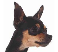 Oedim Pack 5 Pegatinas Coche Perro Chihuahua 16 x 16 cm | Adhesivo de Facil Colocación | Pegatina para Coche Económica y Resistente